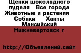 Щенки шоколадного пуделя - Все города Животные и растения » Собаки   . Ханты-Мансийский,Нижневартовск г.